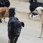 आज सुदूर पश्चिम र कर्णालीमा वर्षाको सम्भावना