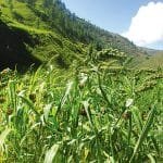 जुम्लामा आगलागीमा परी बालिकाको मृत्यु