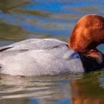 सिमकोट हिल्सा सडक बन्द