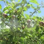 प्रधानमन्त्री दाहालले पाए विश्वासको मत