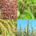 रुकुमपश्चिमका भूमिहीन लाभग्राहीलाई निस्सा वितरण