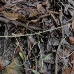 किसानलाई स्याउका बिरुवा र तरकारीको बिउ वितरण