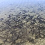 अख्तियार कार्यालय सुर्खेतमा उजुरीका चाङ