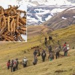 लागु औषध (चरेश) मुद्दाका फरार प्रतिवादी पक्राउ