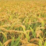 YUGAAWHAN NATIONAL DAILY (2081-02-01)