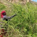 आई.पि.भी खोप लगाउनेको संख्या ७ हजार बढि