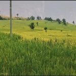 वेस्ट इन्डिज ’ए’ सँग नेपाल ७६ रनले पराजित