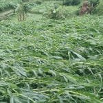 सल्लाको खोटो सङ्कलनबाट ३२ लाख बढी राजस्व सङ्कलन