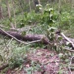 तीन हजार विन्दुबाट ओरालो लाग्यो नेप्से परिसूचक