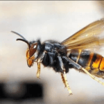 भूकम्पले चिरा परेको घर भत्किँदा २२ बाख्रा मरे