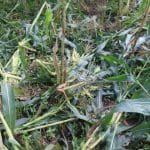 YUGAAWHAN NATIONAL DAILY (2081-04-27)