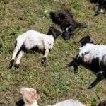 जुम्लामा प्रहरीलाई विद्यार्थीले हस्तान्तरण गरे लागुऔषध परीक्षण किट