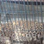 मुख्यमन्त्री कँडेलले साढे ५ महिनामा गरेका काम