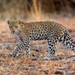 रारामा कोप–२९ को पूर्वतयारीसम्बन्धी कार्यशाला सम्पन्न