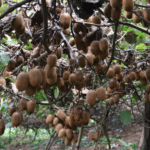 लामखुट्टेमा हात्तीपाइलेको सङ्क्रमण पत्ता लगाउन अनुसन्धान