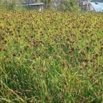 राष्ट्रिय मावि वजेडा आलिमा पम्फादेवि अक्षकोष स्थापना