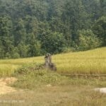 चारवटा भैँसी भए पशुघर निर्माणमा अनुदान पाइने