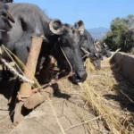 मलामी पनि नभेटिने गरी रित्तिएको गडीगाउँमा वनमाराको राज