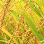 लामिछाने पक्राउ विरोधमा सुर्खेतमा रास्वपा कार्यकर्ताको प्रदर्शन