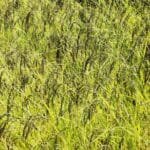 रारा विमानस्थलमा नियमित उडान नहुँदा मुगुवासी समस्यामा