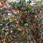 छेकबार लगाएपछि मानव–वन्यजन्तु द्वन्द्व घट्यो