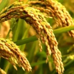 हेलिकप्टरमार्फत सुत्केरीको उद्धार