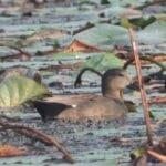 मोतिविन्दुको शल्यक्रियापछि ३२ जनाले पाए दृष्टि