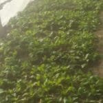 सिंजाको नराकोटमा मालपोत र नापी कार्यालय स्थापना