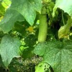 बाँकेमा ‘कृषक प्राविधिक भेटघाट’ अभियान