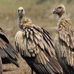 जलवायु परिवर्तनले पानीका मुहानमा क्षति : खानेपानी मन्त्री यादव