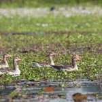 महावै गाउँपालिकाको मुकाम जोड्ने सडक बन्दै