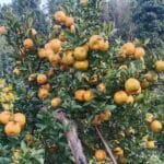 मानव सेवा आश्रमको भवन निर्माणका लागि सुर्खेतमा महायज्ञ