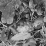 “राजसंस्था कहिल्यै संवैधानिक बन्न सक्दैन” — महामन्त्री गगन थापा