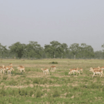 कोहलपुरका लागि १ अर्ब १६ करोडको बजेट सार्वजनिक