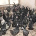 अनर्वा तालको सम्भावना: संरक्षण र लगानी भए चरा अवलोकन केन्द्र बन्छ