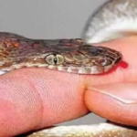 राउटे सहभागितामा वृक्षारोपण : लोपोन्मुख समुदायले रोपे ३ सयभन्दा बढी बिरुवा