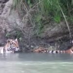 अझै भेटिएनन् बाढीमा हराएका नेपाली अस्थायी टहरामा छट्पटाउँदै आफन्त