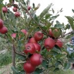 जुम्लामा एक महिला मृत अवस्थामा भेटिन्