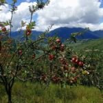 आम्दानीको मुख्य स्रोत बन्दै दुनाटपरी