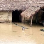 बाख्रा चराउन जाँदा भिरबाट लडेर मृत्यु