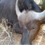 सघन सहरी तथा भवन आयोजना जुम्लाको ७५ करोड बजेट फिर्ता 