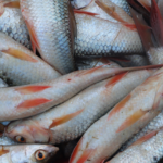 सरकारले तराईमा सिँचाइको स्थायी समाधान खोज्ने