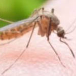 श्री कनकमुनी माविमा शिक्षक बिदाइ : ” शिक्षण पेशाको अनुभवलाई अघि बढाउनुपर्नेमा सबैको जोड