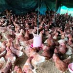 बाँके–बर्दियामा जनता आवास कार्यक्रम : करिब तीन हजार घर हस्तान्तरण