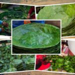 स्याउ निर्यात गर्न सिफारिस दिन सुरु