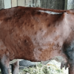 कोहलपुरमा ‘एक वडा, एक खुला व्यायामशाला’ 