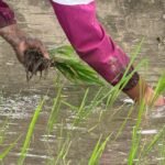 आम्दानीको मुख्य स्रोत बन्दै दुनाटपरी