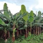 सम्पादकीय : दोषीलाई कानुनी दायरामा ल्याउ !