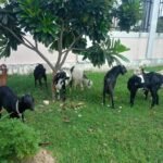 राप्ती नदीमा माछा मार्ने क्रममा ११ वर्षीय बालक बेपत्ता