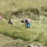 दशैमा मासुको उच्च मागसँगै नेपालगञ्जमा अवैध कुखुराको तस्करी बढ्दा बर्डफ्लुको जोखिम